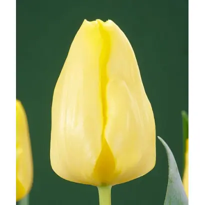 Cherida / Чэрида