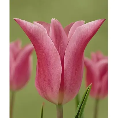 China Pink / Чина Пинк