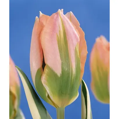 China Town / Чина Таун