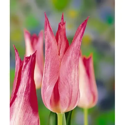 Christina van Kooten / Кристина ван Кутен