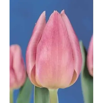 Christmas Beauty / Кристмас Бюти