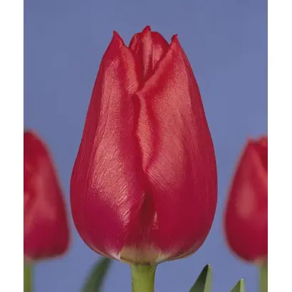 Christmas Carol / Кристмас Карол