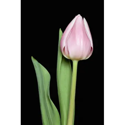 Christmas Cloud / Кристмас Клоуд