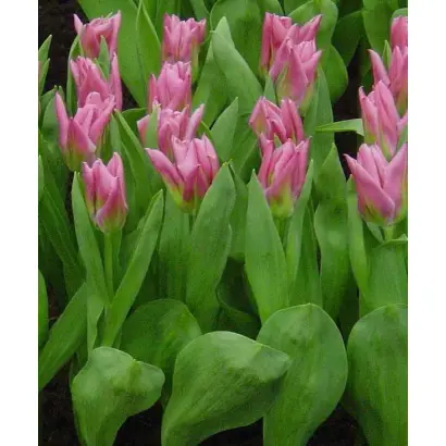 Christmas Exotic / Кристмас Экзотик