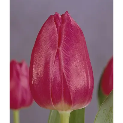 Christmas Marvel / Кристмас Марвэл