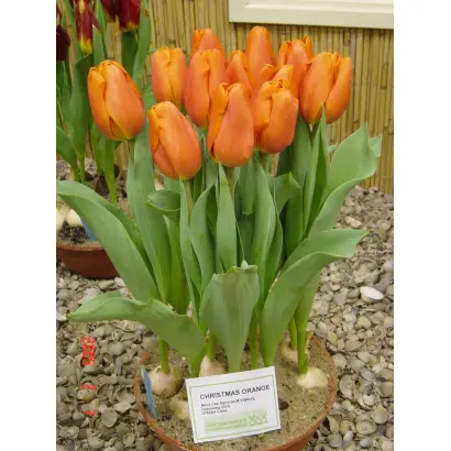 Christmas Orange / Кристмас Оранж