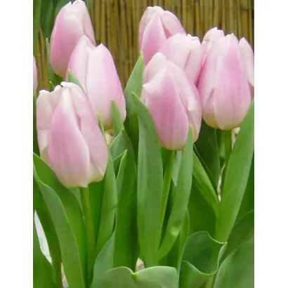 Christmas Record / Кристмас Рэкорд