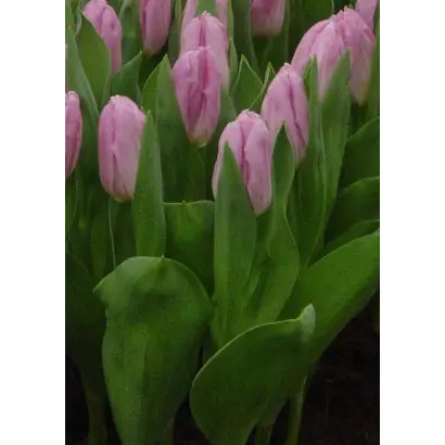 Christmas Star / Кристмас Стар