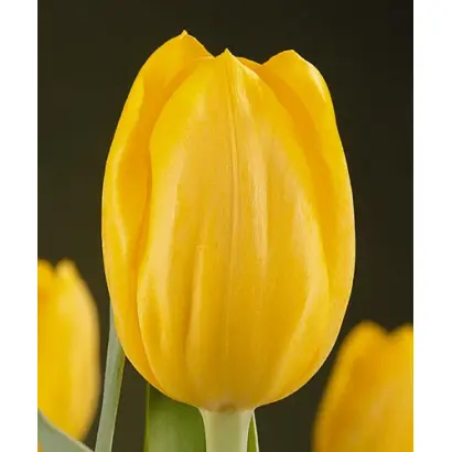 Christmas Yellow / Кристмас Елов