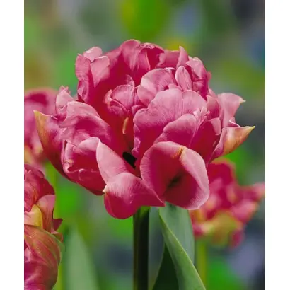 Christo / Чристо