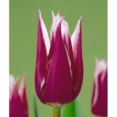 Claudia / Клаудиа