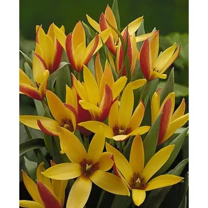 Clusiana 'Cynthia' / Клузиана "Синтия"