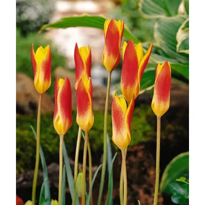 Clusiana var. chrysantha / Клусиана вар. кризанта