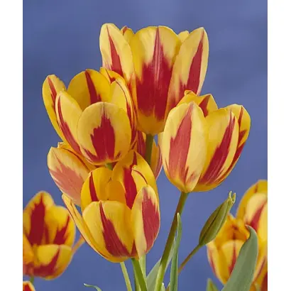 Colour Spectacle / Колор Спектакль