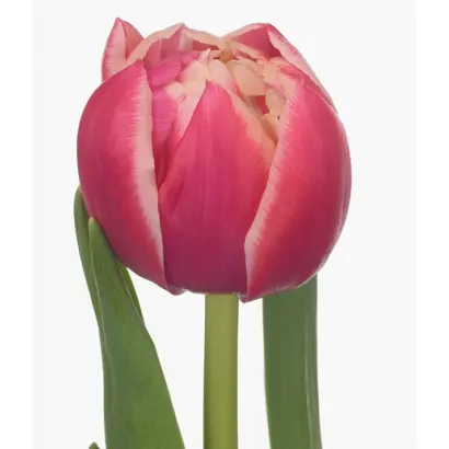 Columbus / Колумбус