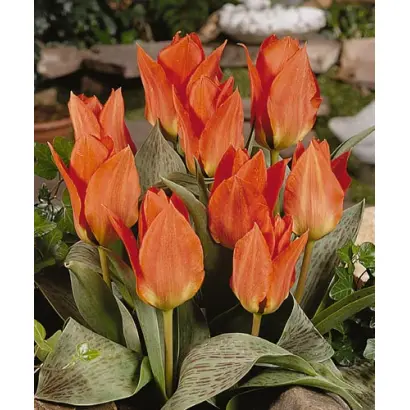 Comedian / Комедиан