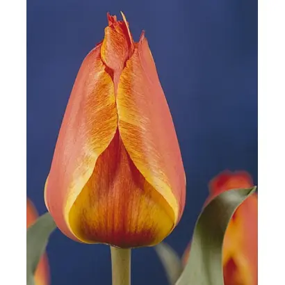 Compostella / Компостелла