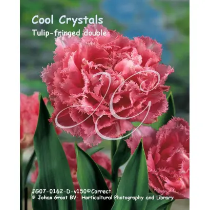 Cool Crystal / Кул Кристал