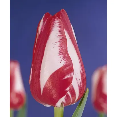 Cordell Hull / Кордэлл Хул