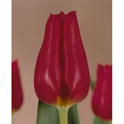 Corina's Choice / Коринас Чойз