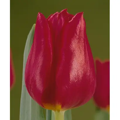 Corinna / Коринна