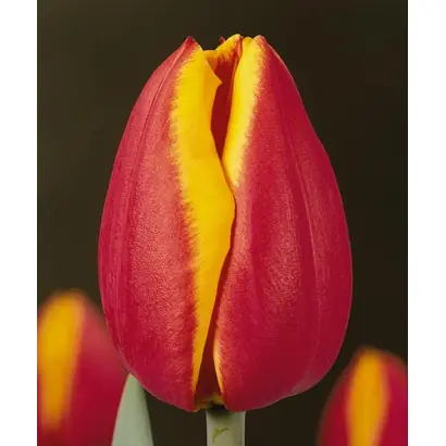 Coriolan / Кориолан