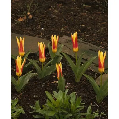 Corona / Корона