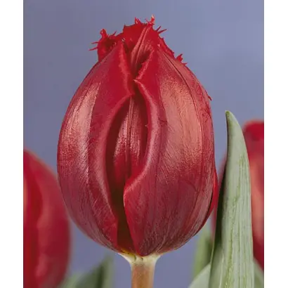 Corridor / Корридор