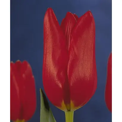 Cortina / Кортина