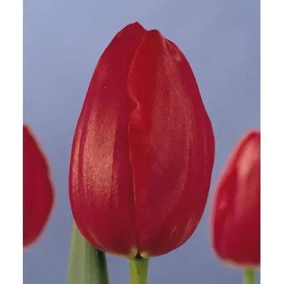 Country Star / Каунтри Стар