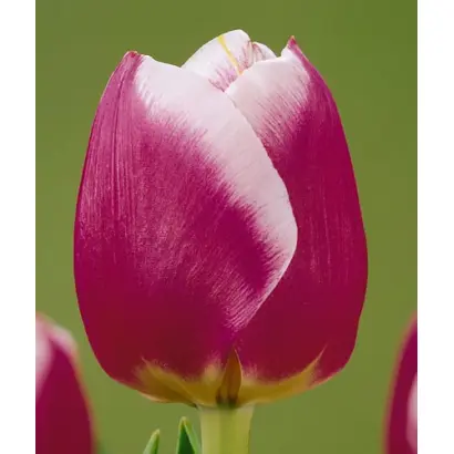 Cracker / Крекер