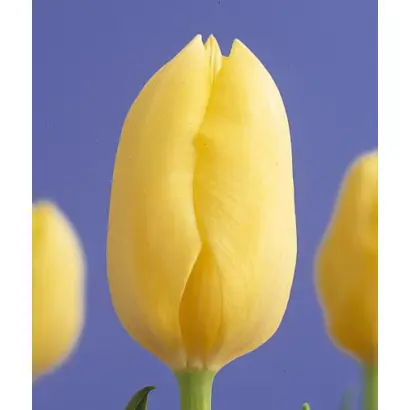 Cream Perfection / Крим Пэрфэктион