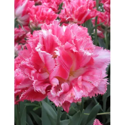 Crispion Sweet / Криспион Свит