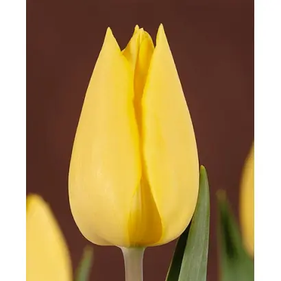 Cristina Deutekom / Кристина Дэутэком