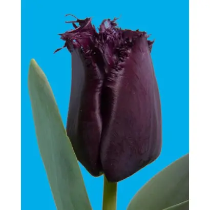 Cuban Night / Кубан Найт