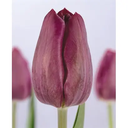 Cum Laude / Кум Лаудэ