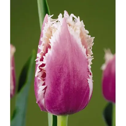 Cummins / Кумминс