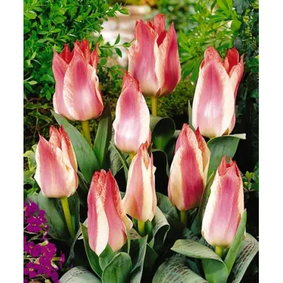 Czaar Peter / Цезар Питер