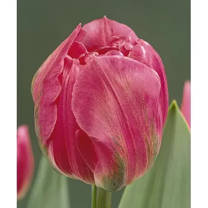 Daladier / Даладиэр