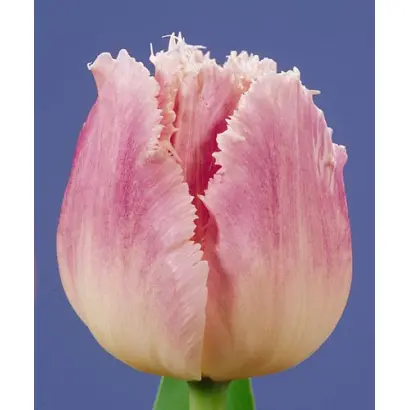 Dallas / Даллас