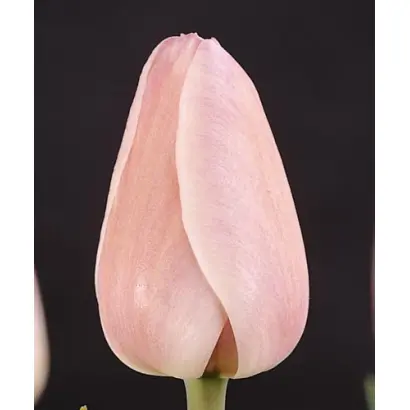 Damiaan / Дамиаан