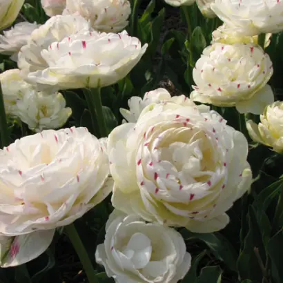 Danceline / Данцэлинэ