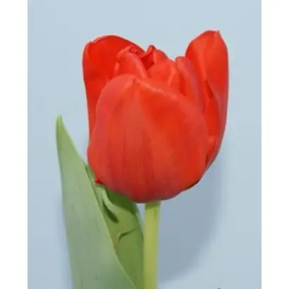 Darwi Orange / Дарви Оранж