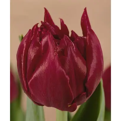 David Teniers / Давид Тэниэрс