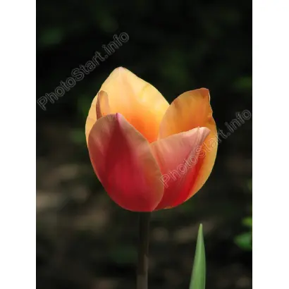 Dawnglow / Довнглов