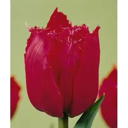 Day Star / Дей Стар