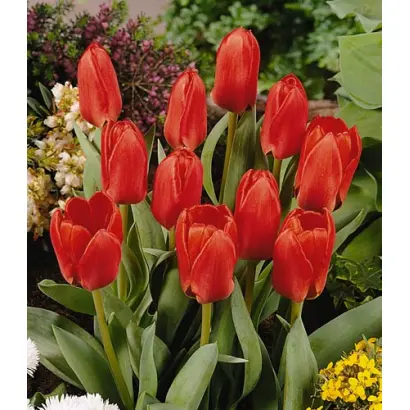 Daylight / Дейлайт