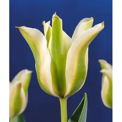 Deirdre / Диердрэ