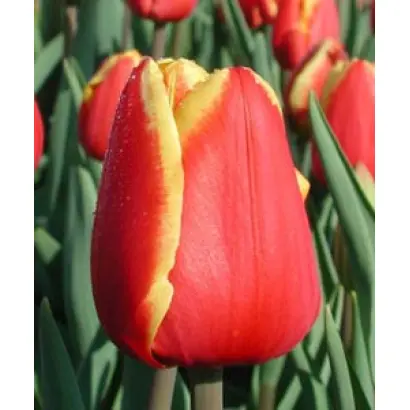 Denmark / Дэнмарк