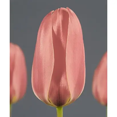 Diantha / Диантса